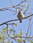 Pine Siskin 3786